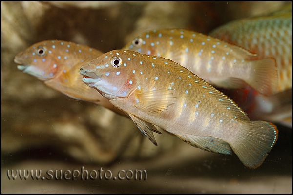 Eretmodus cyanostictus 'Tembwe Deux'